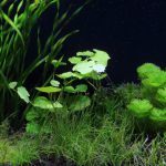 植栽から16日目　アマゾンチドメグサ